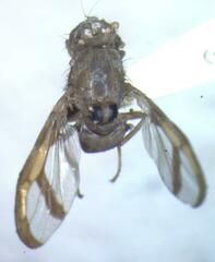 Xanthacrona bipustulata