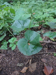 Asarum caucasicum