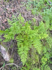 Cheilanthes capensis