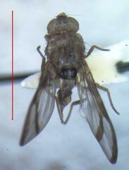 Xanthacrona bipustulata