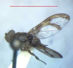 Xanthacrona bipustulata