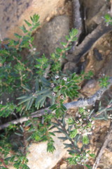 Phylica glabrata