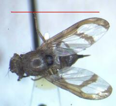 Xanthacrona bipustulata