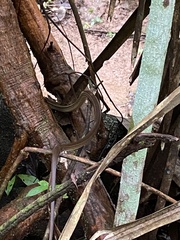 Mastigodryas alternatus