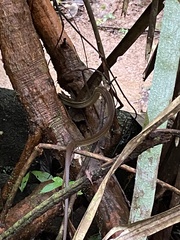 Mastigodryas alternatus