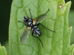 Phyllomya volvulus