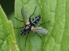 Phyllomya volvulus