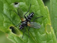 Phyllomya volvulus