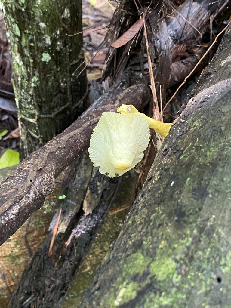Leucocoprinus birnbaumii · July 2022 · photo: © mularo1 (iNaturalist, cc0)