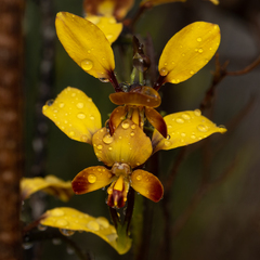 Diuris brumalis