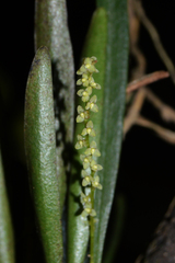 Stelis rubens