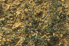 Phylica glabrata