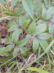 Magnoliopsida