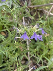 Palmerella debilis serrata