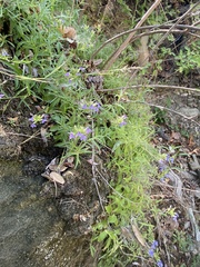 Palmerella debilis serrata