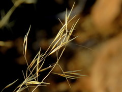 Aristida diffusa burkei