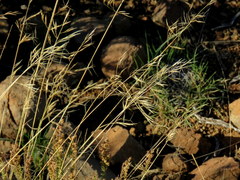 Aristida diffusa burkei