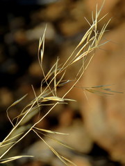Aristida diffusa burkei