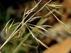 Aristida diffusa burkei