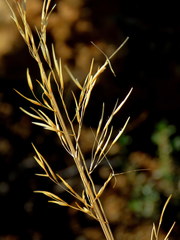 Aristida diffusa burkei