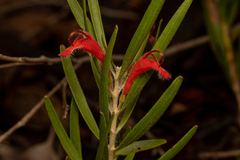 Adenanthos barbiger