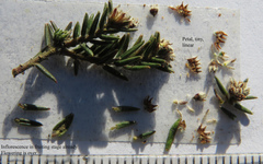 Phylica glabrata