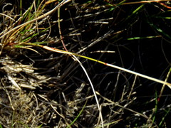Aristida diffusa burkei