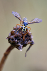 Physocephala rufipes