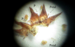 Phylica glabrata