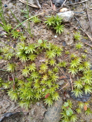 Atrichum tenellum