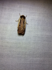 Ochropleura implecta