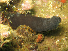 Phallusia fumigata