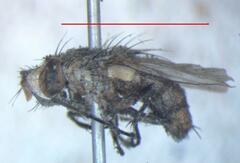 Eumacronychia sternalis