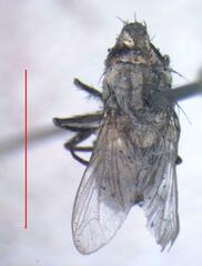 Eumacronychia sternalis