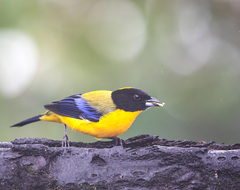 Anisognathus notabilis