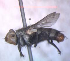 Eumacronychia sternalis