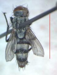 Eumacronychia sternalis