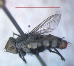 Eumacronychia sternalis