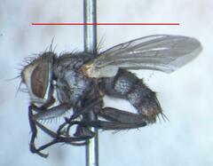 Eumacronychia sternalis