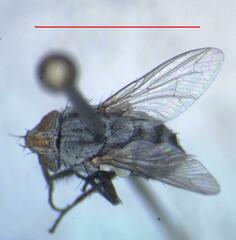 Eumacronychia sternalis