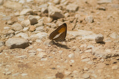 Adelpha cytherea marcia