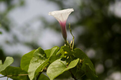 Ipomoea anisomeres