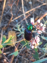 Chrysochares asiaticus