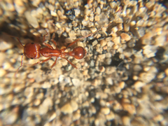 Pogonomyrmex