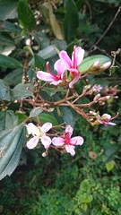 Dichaetanthera