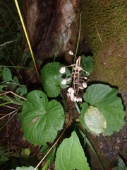 Pachyphragma macrophyllum