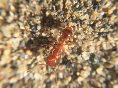 Pogonomyrmex