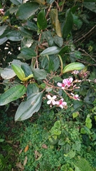 Dichaetanthera