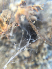 Araneae