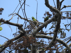 Forpus modestus sclateri